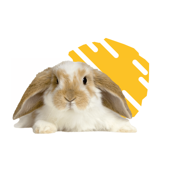 Konijn-Dierengroothandel Overbeek (2)