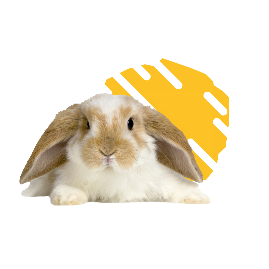 Konijn-Dierengroothandel Overbeek (2)